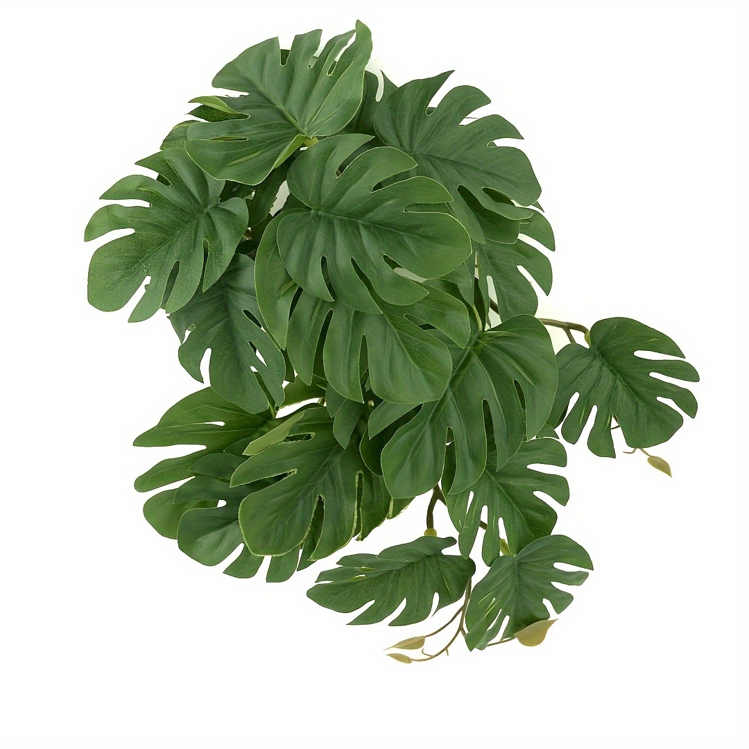 ต้นไม้ประดับสำหรับตู้เลี้ยงสัต - Monstera Adansonii บทวิจารณ์และราคา